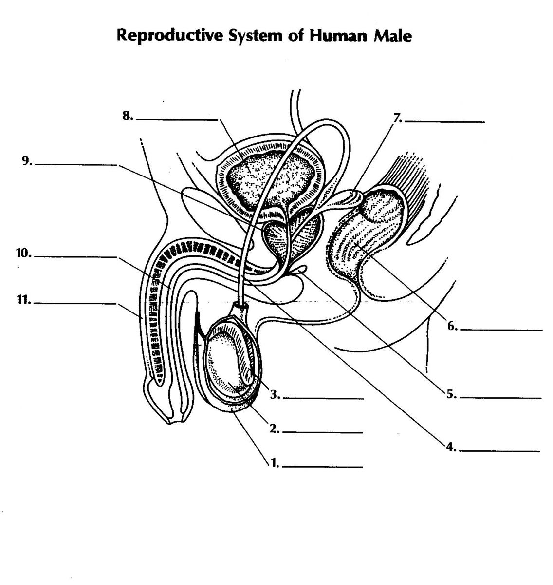 Reproductive System Of The Human Male - ProProfs Quiz